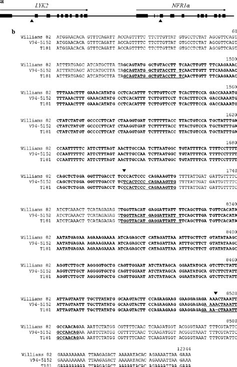 Sequences Of Two Tandem Repeated Lysin Motiftype Receptor Like Kinase