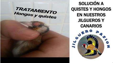 Soluci N Para Quistes Y Hongos En Nuestros Jilgueros Y Canarios