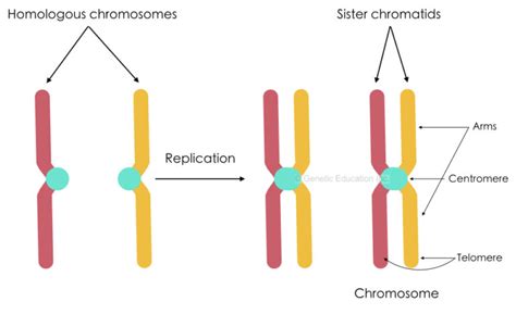 Differences Between Chromosome and Chromatid – Genetic Education