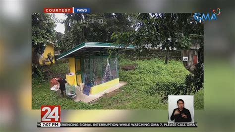 24 Oras Dalawang Mamahaling Pusa Ninakaw Mula Sa Shelter Ng Paws