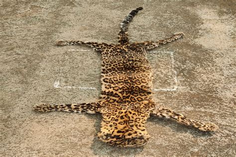 Odisha Stf Seizes Leopard Skin Arrests Two Wildlife Criminals