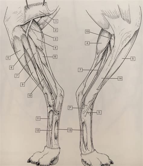 Distal Pelvic Limb 1 Diagram Quizlet