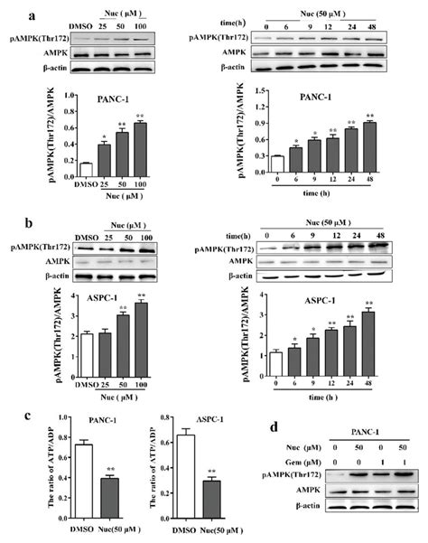 Nuciferine Activates Ampk In Panc 1 And Aspc 1 Cells Ab The