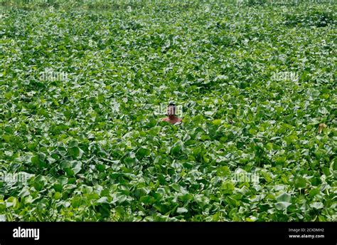 Laguna De Bay Philippines Hi Res Stock Photography And Images Alamy