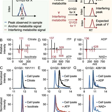 Metabolite Interference In LC MS Targeted Metabolomics A Metabolite