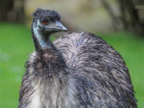 Photos: All the animals at Abu Dhabi’s Umm Al Emarat Park | Society ...