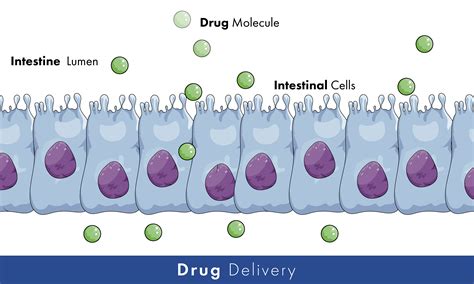 Caco 2 Cell Line An Extensive Guide To CaCo 2 Cells In