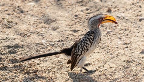 A Southern Yellow Billed Hornbill Tockus Leucomelas Kruger National