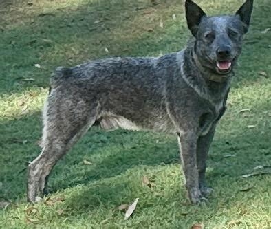 Aust Stumpy Tail Cattle Dog Breeders