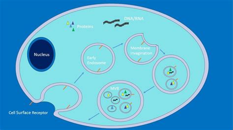 This Depicts Early Endosome Invagination From The Plasma Membrane Of A