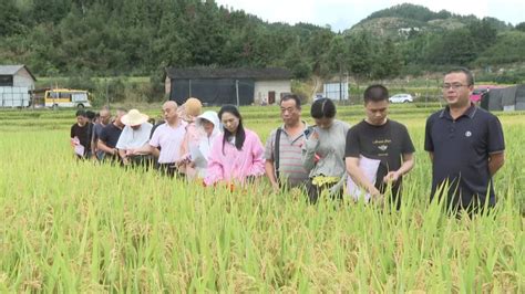 古田：百亩优质稻示范田新品种展示助推粮食生产提质增效宁德网