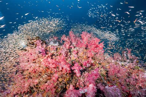 Arrecife De Coral Suave Rosa Y Escuela De Pescado En Richelieu Rock