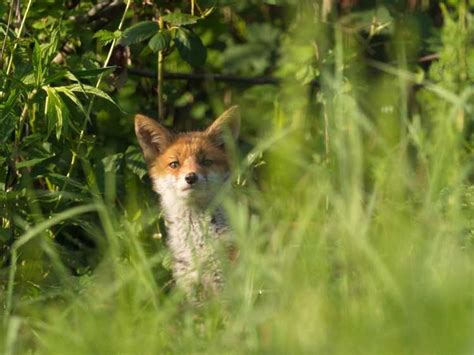 Éloigner les renards des jardins Comment dissuader les renards des