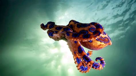 13 of the most venomous sea creatures on Earth | Live Science