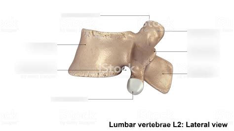 Lumbar Vertebra Lateral View Diagram Quizlet