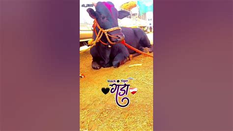 🖤black Tiger गुंडा ️आदत किंग 👑नादएकचबैलगाडाशर्यत शेतकरी 🥰😇 काळीज