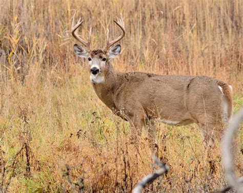 Buck Whitetail Deer — Stock Photo © Brm1949 1885696