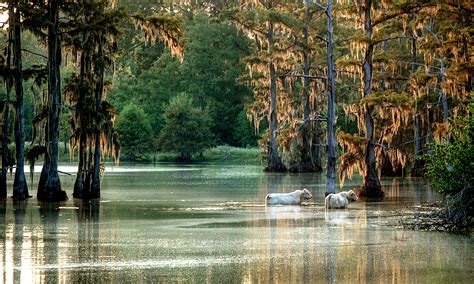 What to Watch: Resilience and Restoration in the Louisiana Delta - YES ...