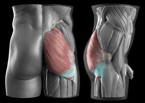 Diagram Of The Gluteal Fold