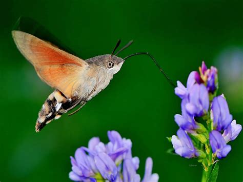 Brown Moth Found In Okinawa White Belly Face With Autumn Brown Wings With A Thick Beige Stripe