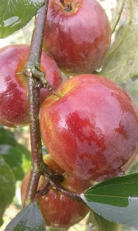 Red Thailand Sundari Apple Ber Plant For Fruits At Rs 25 Plant In Kolkata