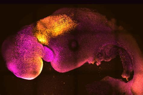 Scientists Create Synthetic Mouse Embryos The Columbian