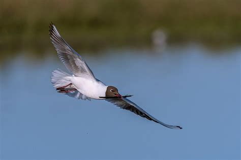 Frankreich Somme Baie De Somme Le Bild Kaufen Lookphotos