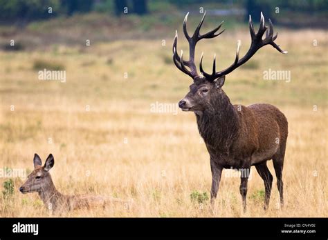 Red Deer Hind At Richmond Park Hi Res Stock Photography And Images Alamy