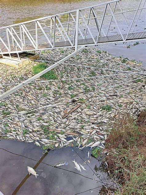 Resíduos que provocaram morte de peixes no Rio Piracicaba são de Rio