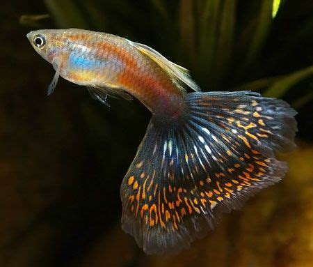 tropical fish breeding | Guppy fish, Pet fish, Aquarium fish