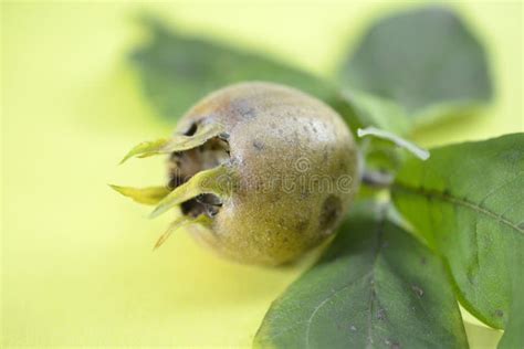 Mespilus Germanica Mispel Wild Wachsende Pflanze Stockfoto Bild Von