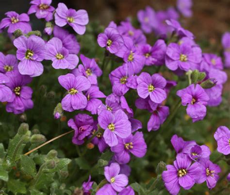 Rock Cress Purple Seeds Aubrieta Deltoidea