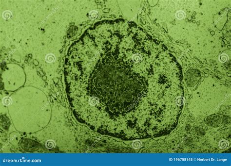 Cell Nucleus And Organelles Under The Electron Microscope Stock Photo ...