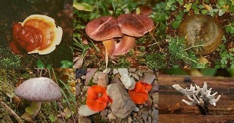 Latvijas Sēnes Fungi Of Latvia Lettlands Pilze