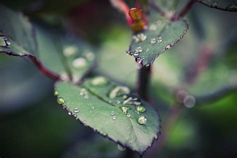 Leaves Plant Dew Free Photo On Pixabay Pixabay