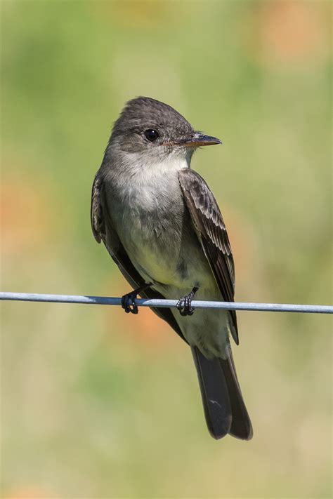 Eastern Wood-Pewee (Contopus virens)