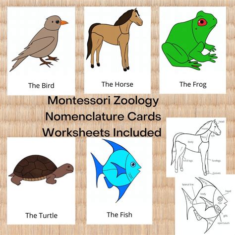 Zoology Nomenclature 3part Cards Bundle - Etsy