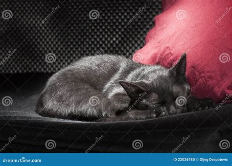 Black cat sleeping stock photo. Image of fashion, black - 22026780