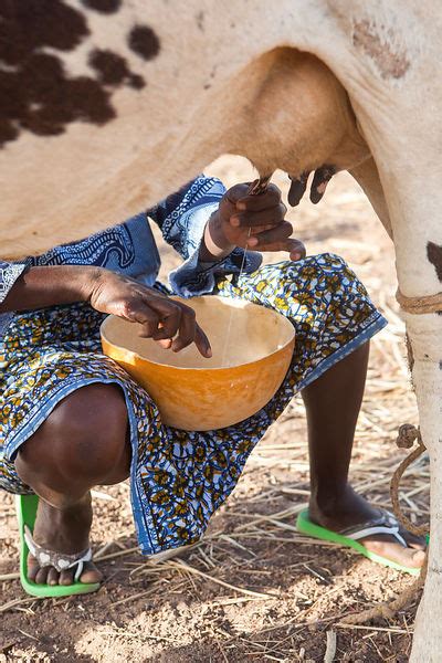 ANTOINE BOUREAU Femme s occupant de traire une vache en récupérant le