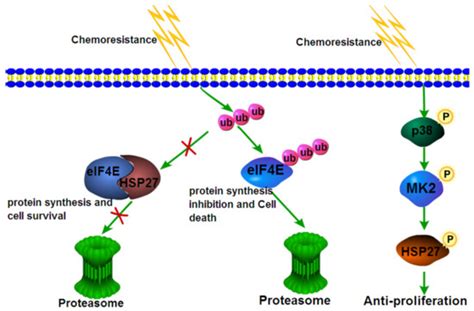 Cells Free Full Text Revisiting The Old Data Of Heat Shock Protein