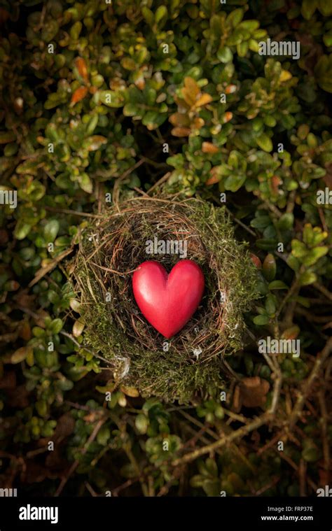 Red Wooden Heart Shape In Bird Nest Stock Photo Alamy