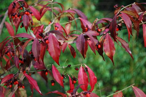 Euonymus Alatus Blade Runner Brownhill Rd Hillier