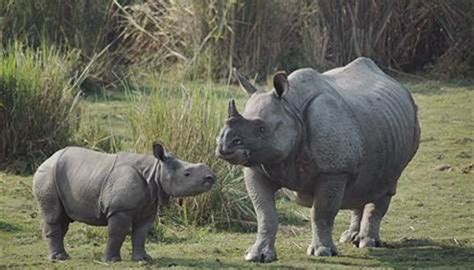 Amazing : The Rare Sumatran Rhino, Infy World....