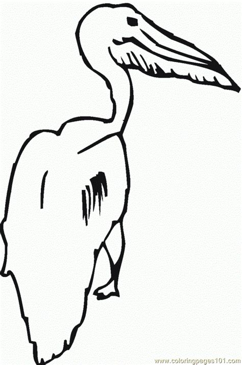 Coloring Pages Pelican Birds Pelican Free Printable Coloring