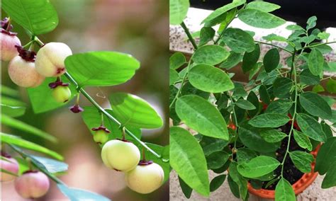 bukan sekadar herba tempatan pucuk manis kaya  khasiat superfood