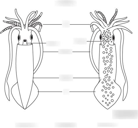 Squid Anatomy External View Diagram Quizlet