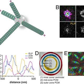 The centrosome as a microtubule-organizing center. (A) Cartoon depicts... | Download Scientific ...