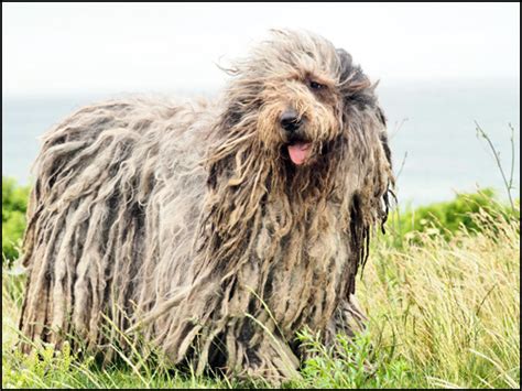 Bergamasco Sheepdog Breeders - Canada's Guide to Dogs