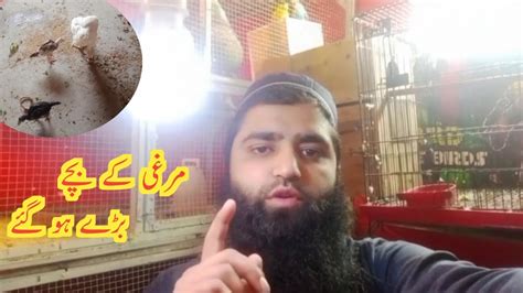 Murgi Ke Bacche Bade Ho Gay VLOG Saadallahdad Daliyroutine Vlog