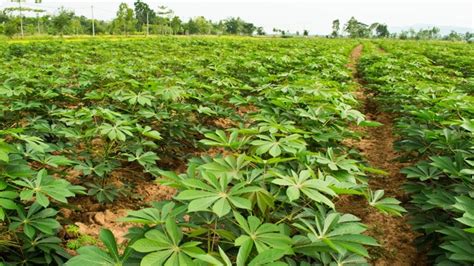 Cultivo De Mandioca Em Mato Grosso Do Sul Enfrenta Desafios